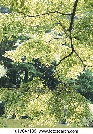 Fresh Green Of A Maple View Large Photo Image Stock Image - Fresh Green Of A Maple. Fotosearch