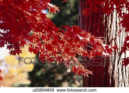 Leafy Maple Branches Near Bark View Large Photo Image Stock Photo - Leafy Maple Branches Near Bark. Fotosearch