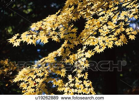 Leafy Maple Tree Branches View Large Photo Image Stock Photo - Leafy Maple Tree Branches. Fotosearch