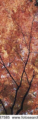 Stock Photography - Maple And The Stream. Fotosearch