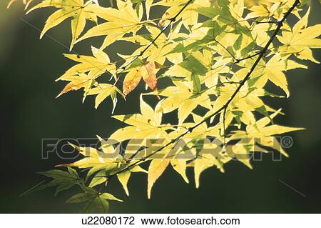 Stock Image - Maple Branch In Sunlight. Fotosearch