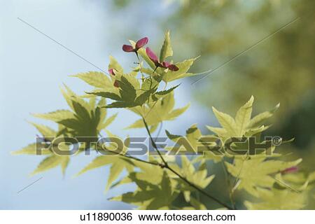 Stock Photograph - Maple Branch. Fotosearch