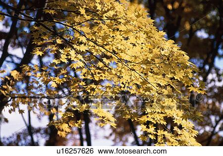 Maple Branches With Leaves View Large Photo Image Stock Photograph - Maple Branches With Leaves. Fotosearch