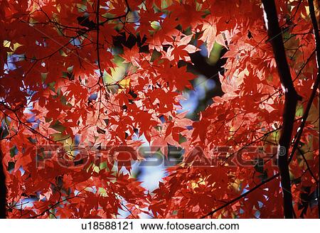 Stock Image - Maple Branches With Red Leaves. Fotosearch