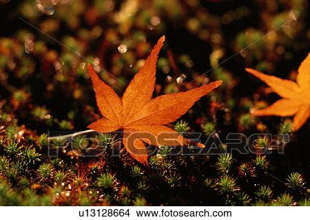 Maple Leaf On Ground View Large Photo Image Picture - Maple Leaf On Ground. Fotosearch