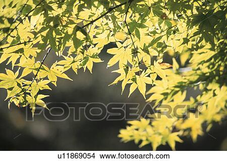 Picture - Maple Leaves In Sunlight. Fotosearch