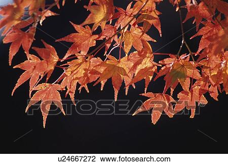 Stock Image - Maple. Fotosearch