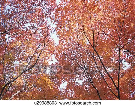 Maple View Large Photo Image Stock Image - Maple. Fotosearch