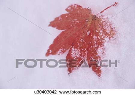 Stock Image - Red Maple Leaf On Snow. Fotosearch