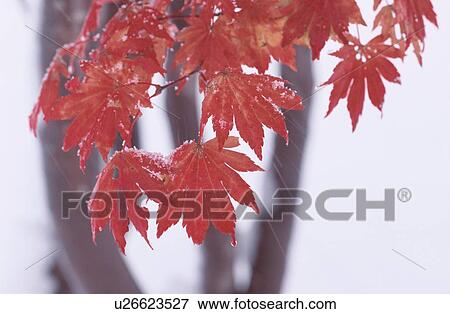 Red Maple Leaves In Snowfall View Large Photo Image Stock Photo - Red Maple Leaves In Snowfall. Fotosearch