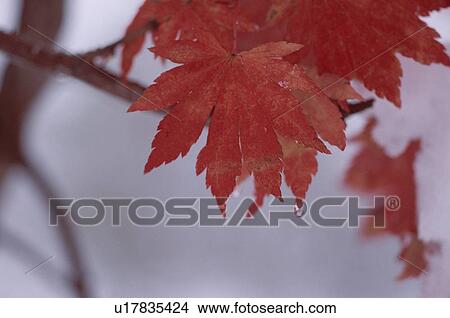 Red Maple Leaves View Large Photo Image Picture - Red Maple Leaves. Fotosearch