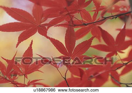 Red Maple Leaves View Large Photo Image Stock Photograph - Red Maple Leaves. Fotosearch