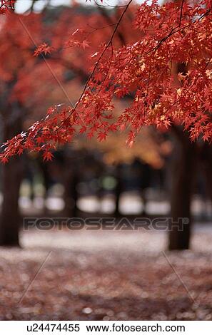 Red Maple Leaves View Large Photo Image Stock Photography - Red Maple Leaves. Fotosearch