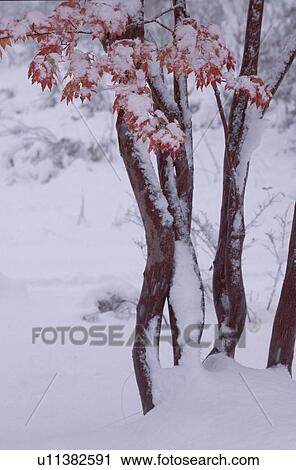 Snow On Leafy Maple Trees View Large Photo Image Stock Image - Snow On Leafy Maple Trees. Fotosearch
