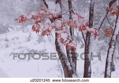 Snow On Leafy Maple Trees View Large Photo Image Stock Photography - Snow On Leafy Maple Trees. Fotosearch