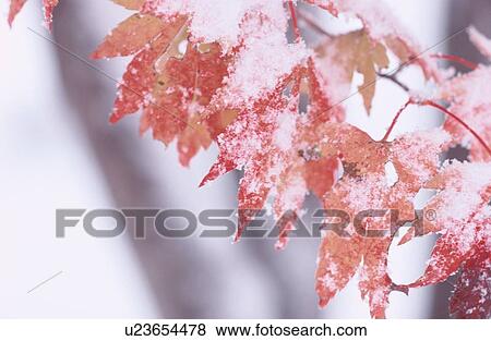 Snow On Maple Leaves View Large Photo Image Stock Photo - Snow On Maple Leaves. Fotosearch