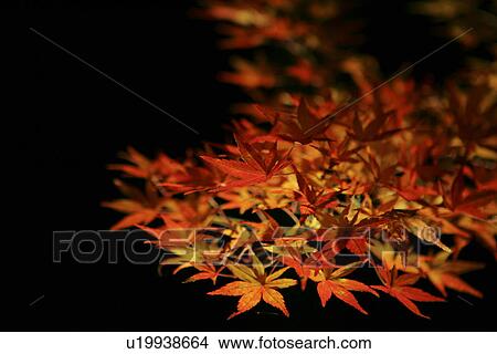The Lit-Up Autumn Leaves View Large Photo Image Picture - The Lit-Up Autumn Leaves. Fotosearch