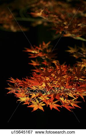 Stock Photo - The Lit-Up Autumn Leaves. Fotosearch
