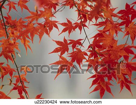 Picture - Turning Leaves Of A Maple. Fotosearch