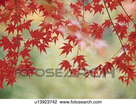 Turning Leaves Of A Maple View Large Photo Image Stock Image - Turning Leaves Of A Maple. Fotosearch