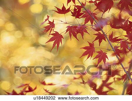 Turning Leaves Of A Maple View Large Photo Image Stock Image - Turning Leaves Of A Maple. Fotosearch