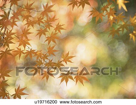Turning Leaves Of A Maple View Large Photo Image Stock Image - Turning Leaves Of A Maple. Fotosearch