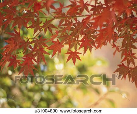 Turning Leaves Of A Maple View Large Photo Image Stock Image - Turning Leaves Of A Maple. Fotosearch