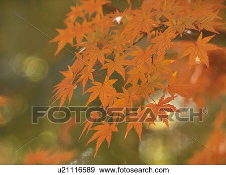 Turning Leaves Of A Maple View Large Photo Image Stock Photo - Turning Leaves Of A Maple. Fotosearch