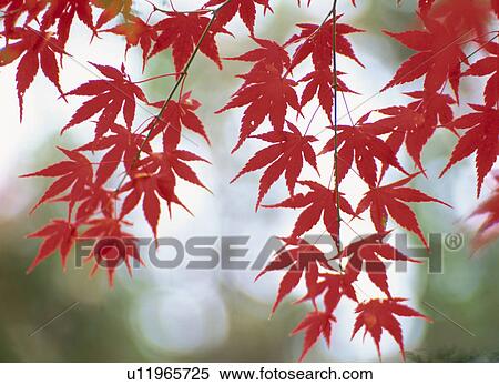 Turning Leaves Of A Maple View Large Photo Image Stock Photography - Turning Leaves Of A Maple. Fotosearch