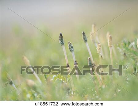 A Field Horsetail And Grass View Large Photo Image Stock Image - A Field Horsetail And Grass. Fotosearch
