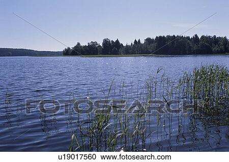 A Forest And A Lake View Large Photo Image Stock Image - A Forest And A Lake. Fotosearch