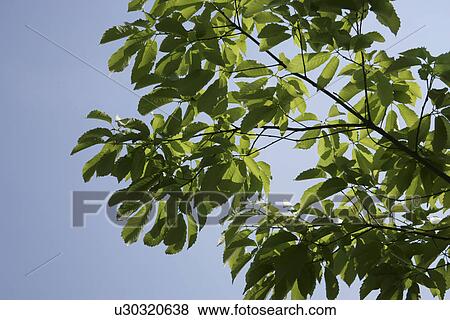 Stock Photo - A Fresh Green Leaf. Fotosearch