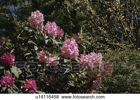Stock Photo - Alpine Roses. Fotosearch