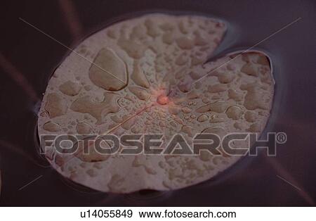 Droplets On Lotus Leaf View Large Photo Image Stock Photo - Droplets On Lotus Leaf. Fotosearch