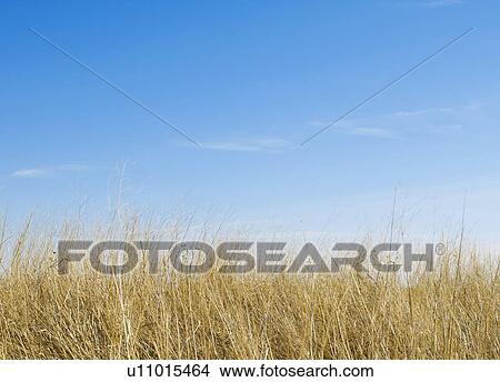 Dry Grass View Large Photo Image Picture - Dry Grass. Fotosearch