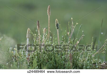 Field Horsetail View Large Photo Image Picture - Field Horsetail. Fotosearch