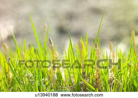 Field Horsetail View Large Photo Image Stock Photo - Field Horsetail. Fotosearch