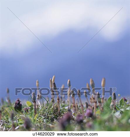 Field Horsetail View Large Photo Image Stock Photo - Field Horsetail. Fotosearch