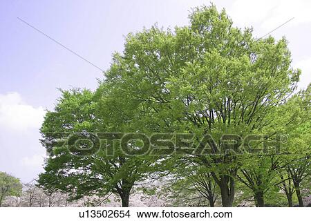 Fresh Green And A Blue Sky View Large Photo Image Picture - Fresh Green And A Blue Sky. Fotosearch