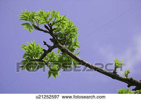 Stock Photo - Fresh Green And A Blue Sky. Fotosearch