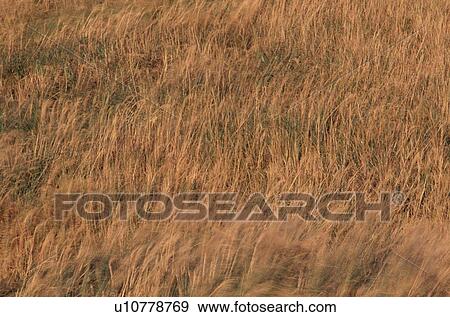Stock Photo - Grasses In Breeze. Fotosearch