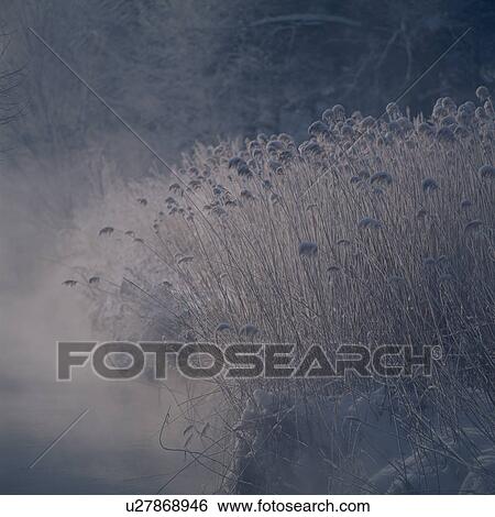 Grasses In Fog View Large Photo Image Stock Photograph - Grasses In Fog. Fotosearch