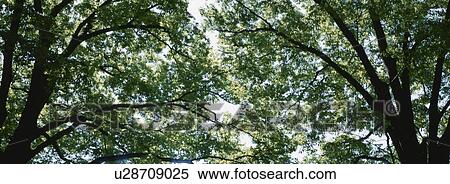 Grove View Large Photo Image Stock Photography - Grove. Fotosearch