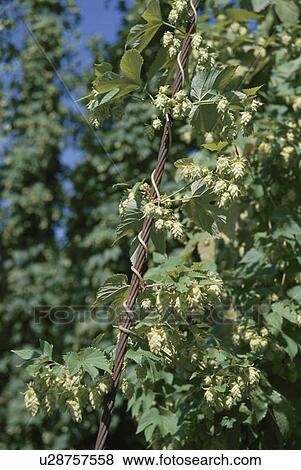 Hop Plant View Large Photo Image Stock Photo - Hop Plant. Fotosearch