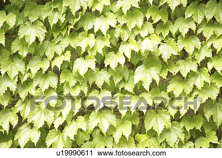 Ivy View Large Photo Image Stock Image - Ivy. Fotosearch