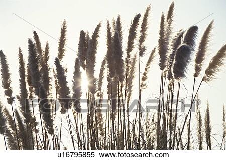 Pampas Grass View Large Photo Image Stock Photography - Pampas Grass. Fotosearch