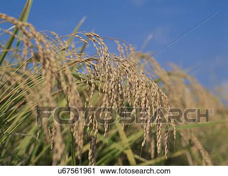 Stock Image - Rice Plants. Fotosearch