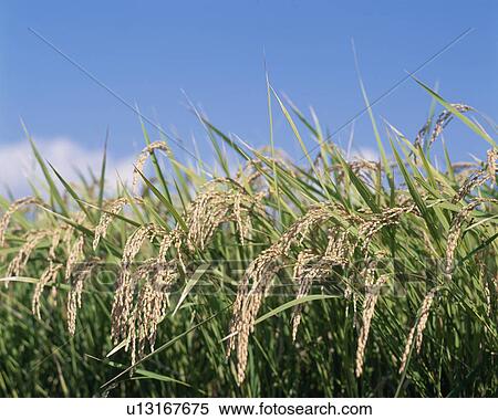 Stock Photography - Rice Plants. Fotosearch