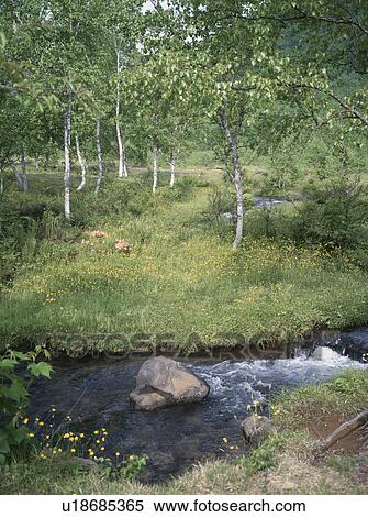 Stock Photography - The Wood Of A White Birch And Brook. Fotosearch