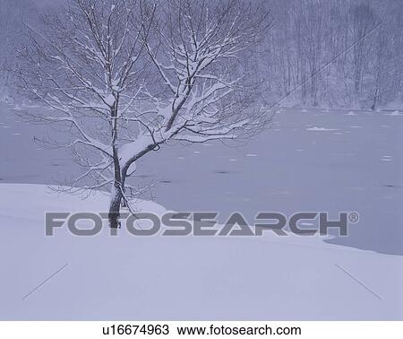 Tree By Frozen Lake View Large Photo Image Stock Image - Tree By Frozen Lake. Fotosearch